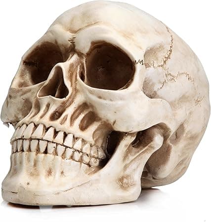 Life Size Human Skull Model 1:1